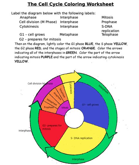 Cell Cycle Coloring Answer Key Doc