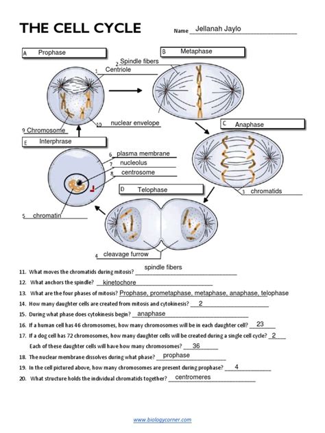 Cell Cycle Game Answer Key Epub