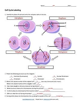 Cell Cycle Labeling Answer Key Reader