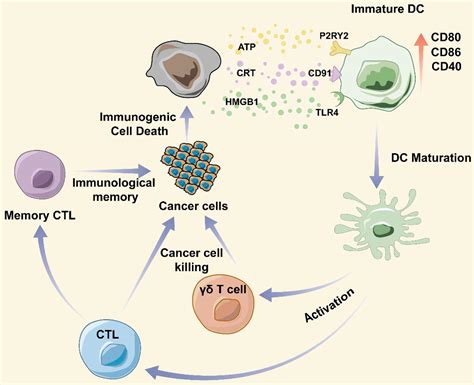 Cell Death Mechanism and Disease Reader