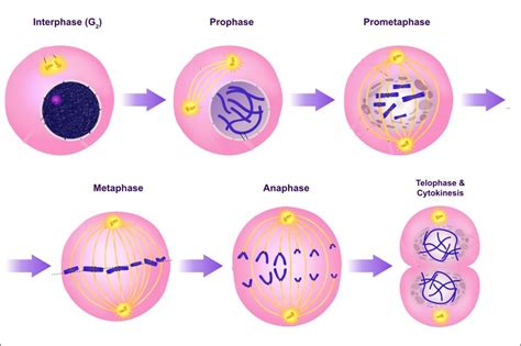 Cell Division: