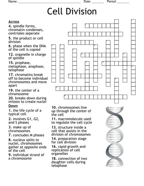 Cell Division Crossword Puzzle Answer Key Doc