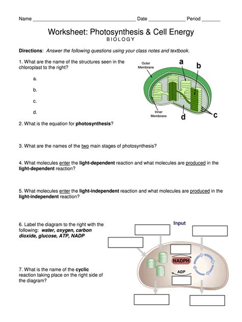 Cell Energy Worksheet Answers Reader