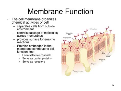 Cell Function and Disease Membrane Phenomena Doc