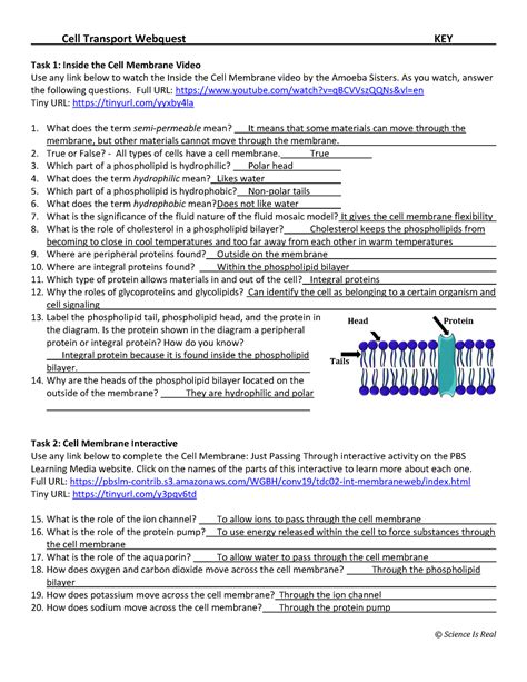 Cell Membrane And Transport Webquest Answer Key PDF