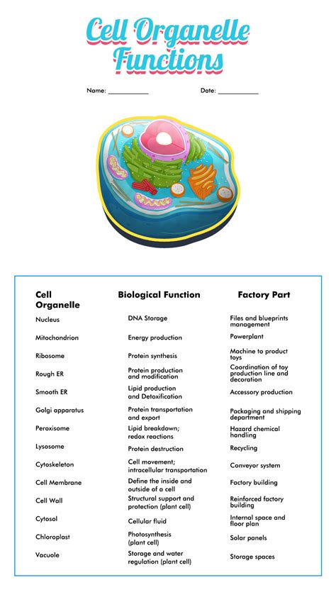 Cell Organelles Answers Key Doc