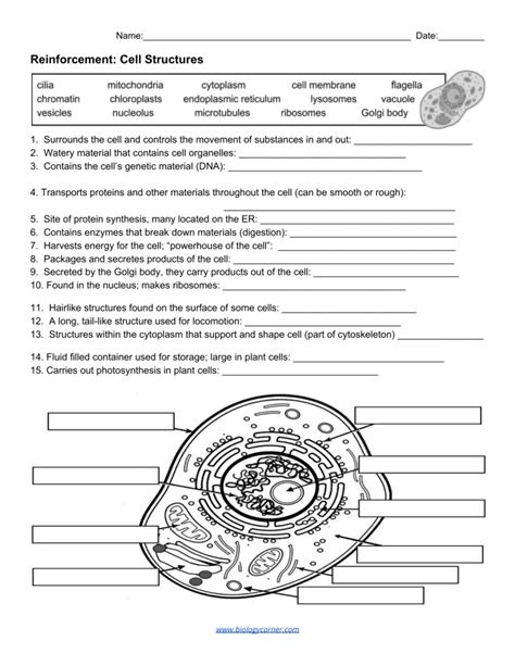 Cell Organization Reinforcement Activity 1 Answers Reader