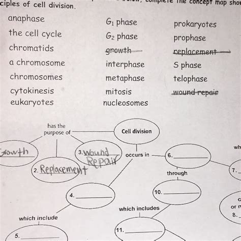 Cell Reproduction Concept Map Answers Biology Junction Doc