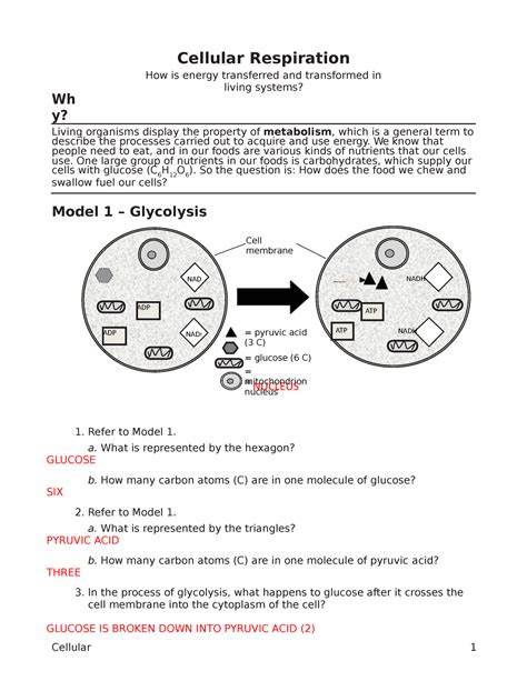 Cell Respiration Pogil Answers Reader