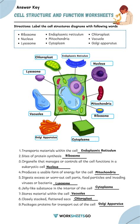 Cell Structure And Function Answers Doc