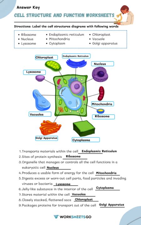 Cell Structure And Function Wordwise Answer PDF