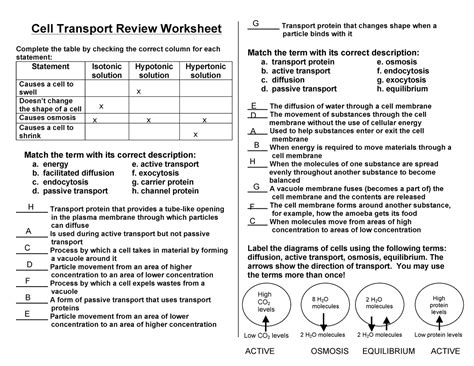 Cell Transport Review Answer Key Doc