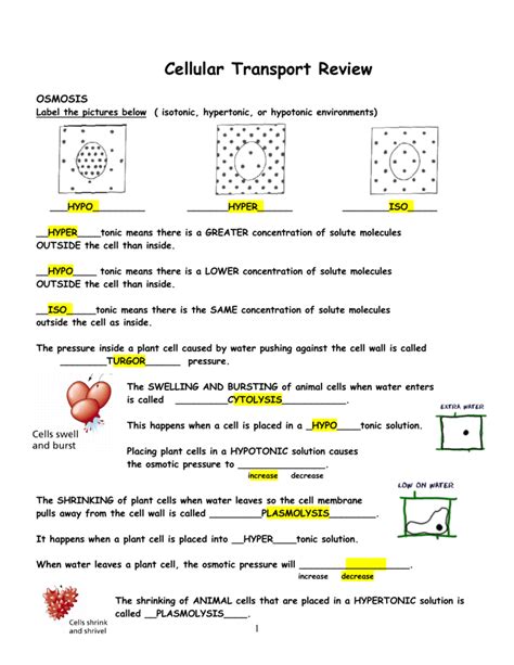 Cell Transport Worksheet With Answers Reader