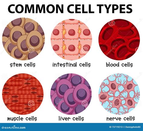 Cell Type