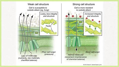 Cell wall strength: