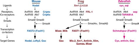 Cell-cell Signaling in Vertebrate Development Reader