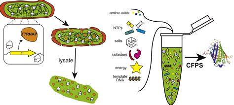 Cell-free protein synthesis platform