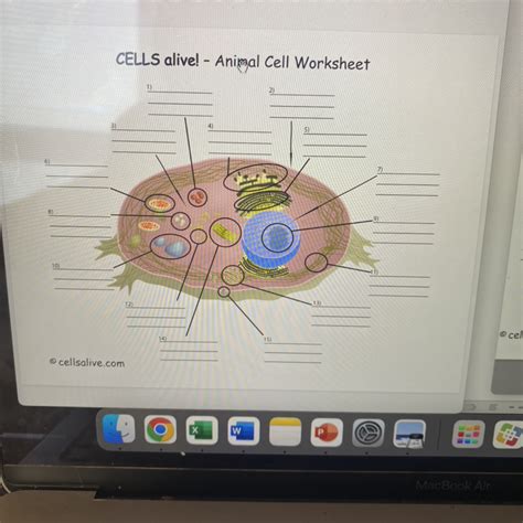 Cells Alive Animal Cell Worksheet Answer Key PDF