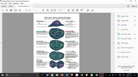 Cells Alive Mitosis Answer Key Doc