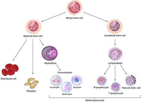 Cells at Work Macrophage: The Unsung Heroes of the Immune System