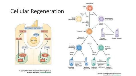 Cellular Regeneration: