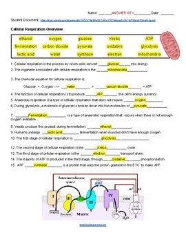 Cellular Respiration Answer Key Kindle Editon