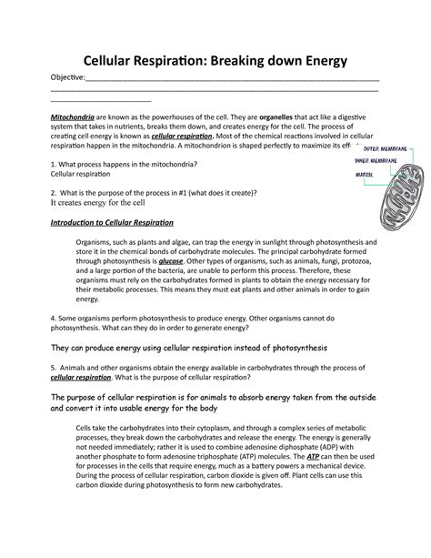 Cellular Respiration Breaks Down Energy Answer Reader