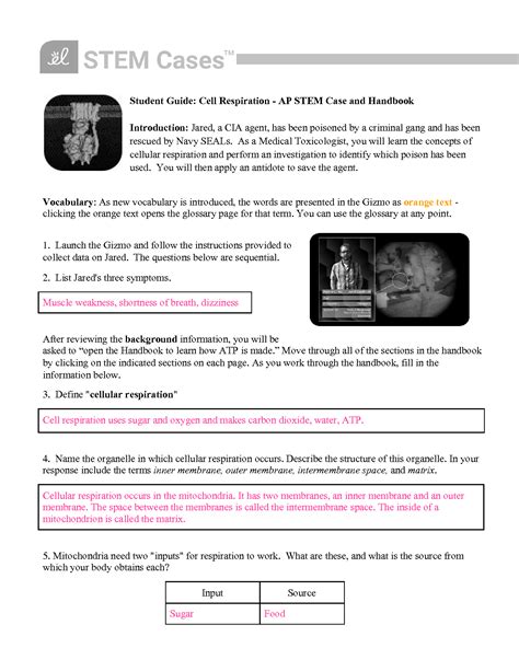 Cellular Respiration Case Study Answers PDF