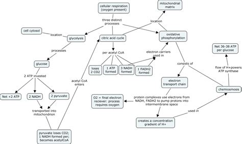 Cellular Respiration Concept Map Answers Doc