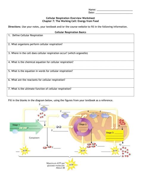 Cellular Respiration Fill In Answer Key Doc