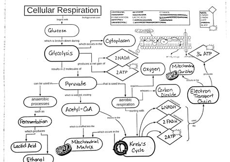 Cellular Respiration Flow Chart Answer Key Kindle Editon