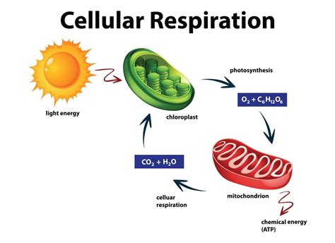 Cellular Respiration Lab: Delving into the Energy-Producing Powerhouse of Life