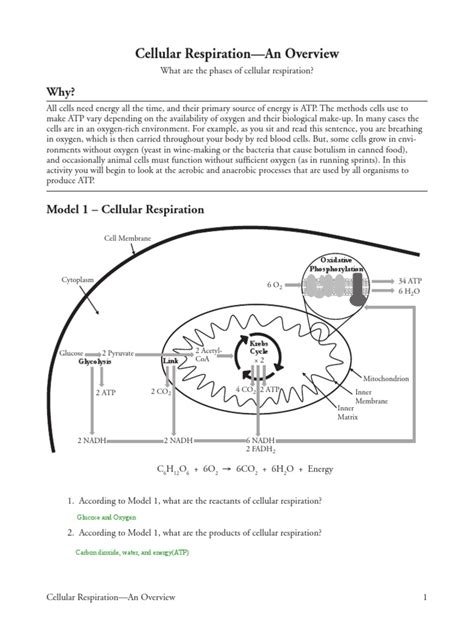 Cellular Respiration Pogil Answer Key Doc