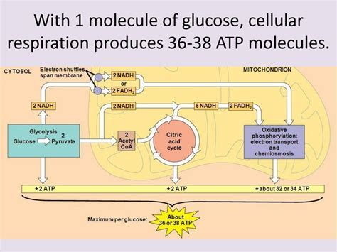 Cellular Respiration Uses 1 Molecule of Glucose to Produce Approximately 38 ATP Molecules