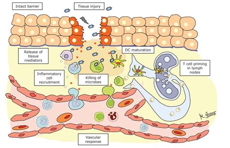 Cellular and Molecular Aspects of Inflammation Membrane Phenomena Kindle Editon