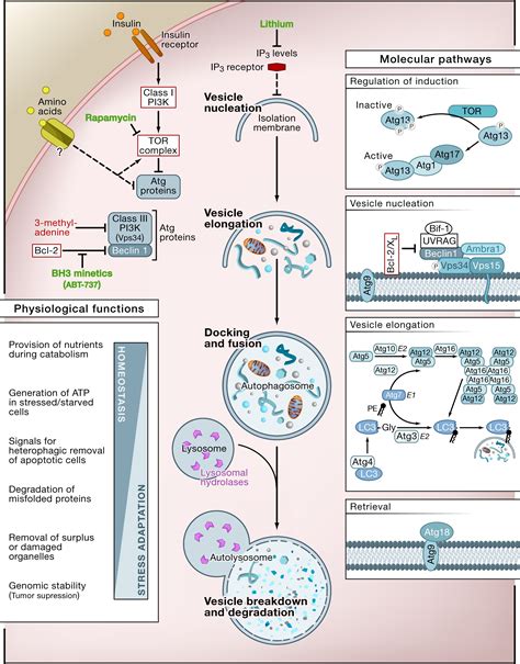 Cellular and Molecular Aspects of Inflammation Membrane Phenomena Kindle Editon