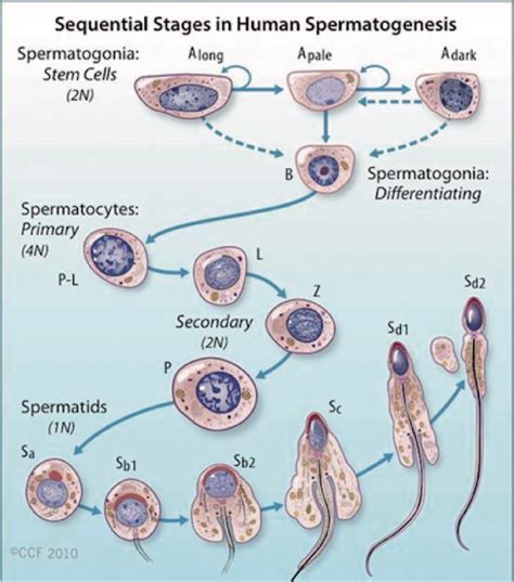 Cellular and Molecular Events in Spermiogenesis PDF