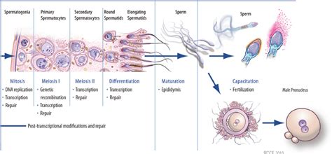 Cellular and Molecular Events in Spermiogenesis PDF