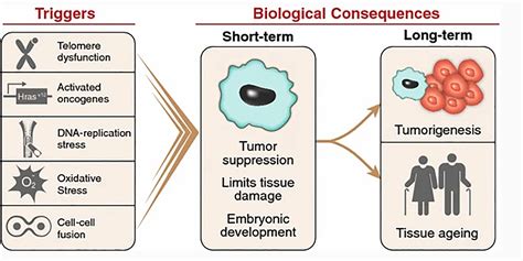 Cellular senescence: