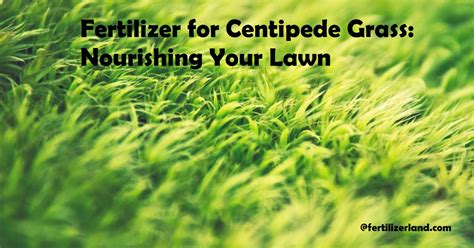 Centipede Fertilizer: A 101 Guide to Nourishing Your Green Carpet