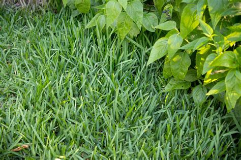 Centipede Fertilizer: The Secret Ingredient for Your Lawn's Health and Lushness