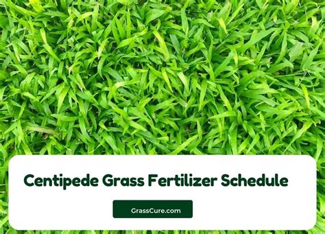 Centipede Grass Fertilizer: A Comprehensive Guide for Enhanced Lawn Health