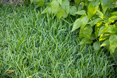 Centipede Grass Fertilizer: The 3 Ps of Perfect Lawns