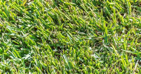 Centipede Grass Fertilizer: The Ultimate 4-Step Guide to a Lush Green Lawn