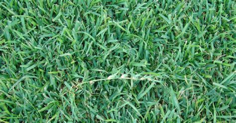 Centipede Grass Overview