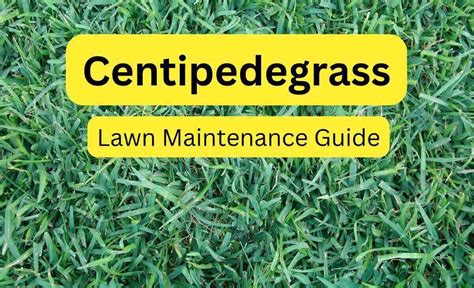 Centipede Lawn Fertilizer: The Ultimate Guide to a Lush, Green Lawn