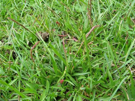 Centipede grass (Eremochloa ophiuroides)