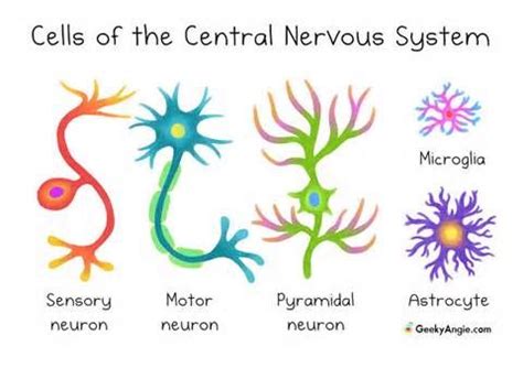 Central Nervous System Yahoo Answers PDF