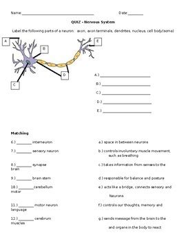 Central Nervous Systems Packet Answer Key Doc