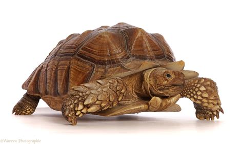 Centrochelys sulcata